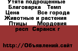 Утята подрощенные “Благоварка“,“Темп“ › Цена ­ 100 - Все города Животные и растения » Птицы   . Мордовия респ.,Саранск г.